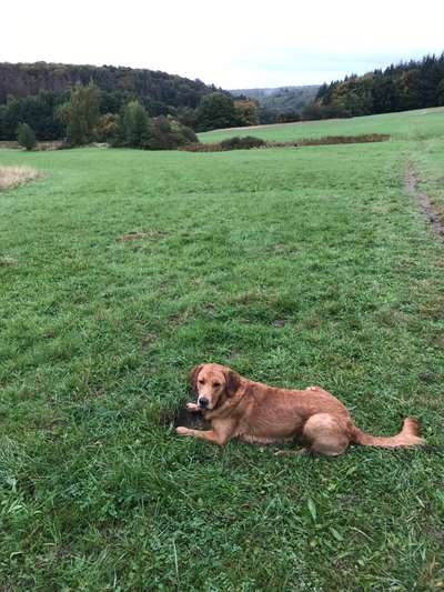 Wo sind die Golden Retriever Liebhaber?-Beitrag-Bild