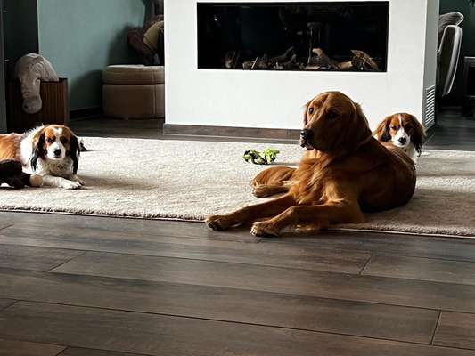 Wo sind die Golden Retriever Liebhaber?-Beitrag-Bild