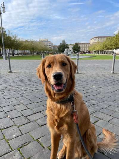 Wo sind die Golden Retriever Liebhaber?-Beitrag-Bild