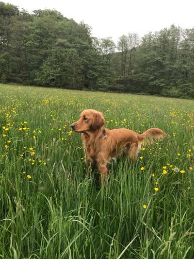 Wo sind die Golden Retriever Liebhaber?-Beitrag-Bild