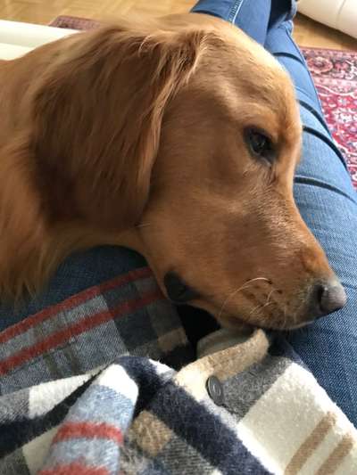 Wo sind die Golden Retriever Liebhaber?-Beitrag-Bild