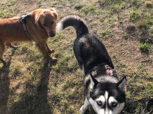 Wo sind die Golden Retriever Liebhaber?-Beitrag-Bild