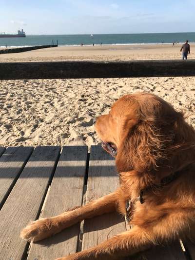 Wo sind die Golden Retriever Liebhaber?-Beitrag-Bild