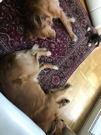 Wo sind die Golden Retriever Liebhaber?-Beitrag-Bild