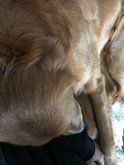 Wo sind die Golden Retriever Liebhaber?-Beitrag-Bild