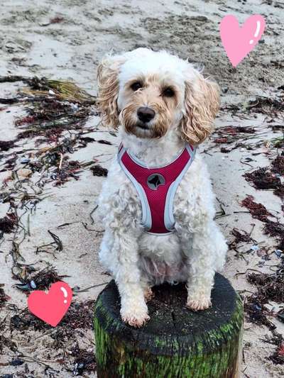 Zeigt her eure Pudel und Pudelmischlinge (:-Beitrag-Bild