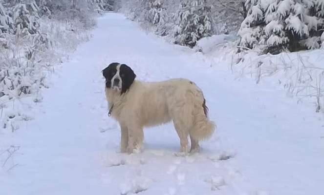 Fotochallenge 61 ~ Schnee-Beitrag-Bild