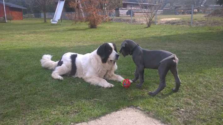 Landseer-Beitrag-Bild