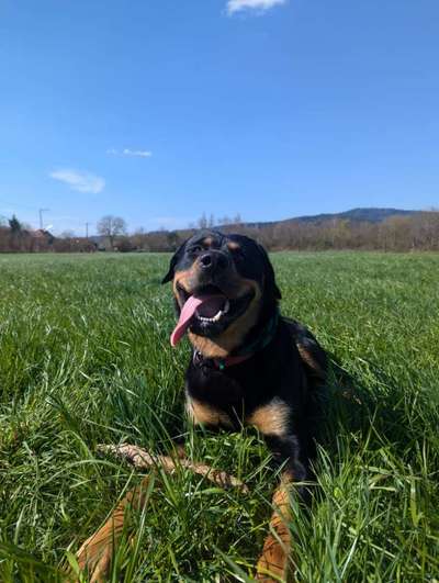 Hundetreffen-Spazieren für die Großen-Bild