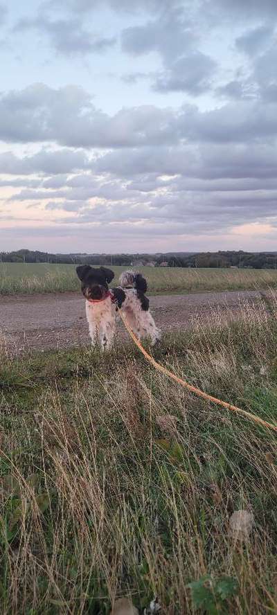 Hundetreffen-Gassirunde gesu-Bild