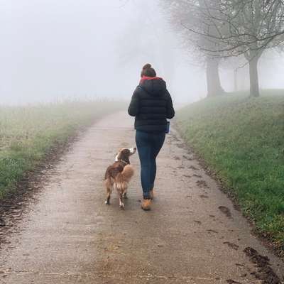 Hundetreffen-Social Walk/Trainingseinheit
