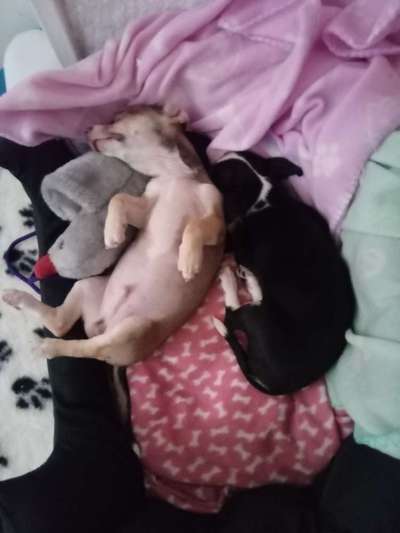 Dogorama Photo Challenge - Zeigt her eure Bäuche-Beitrag-Bild