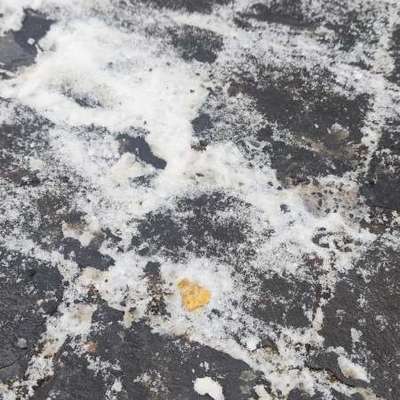 Giftköder-Toast mit etwas Giftigem versetzt-Bild