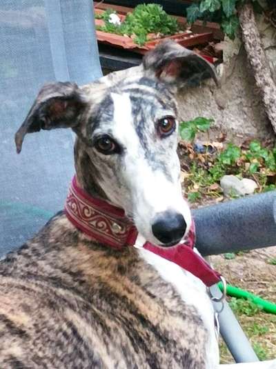 Windhunde - Treffen der besonderen Schönheiten
HERZLICH WILLKOMMEN-Beitrag-Bild