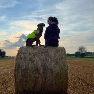 Hundetreffen-Entspannter Spaziergang-Profilbild