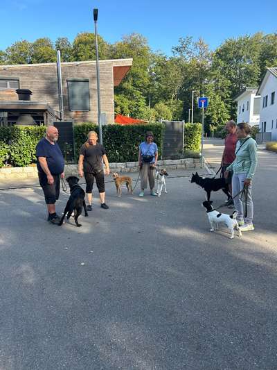 Hundetreffen-Social Walk-Bild