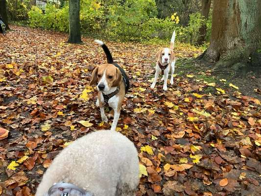 Hundeauslaufgebiet-Eingezäunter Hundespielplatz-Bild