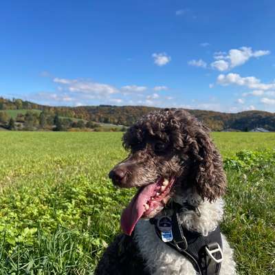 Hundetreffen-Gemeinsamer Spaziergang auf der Alb-Bild