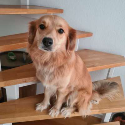 Hundetreffen-Gassi und Training-Bild