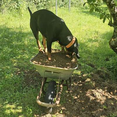 Hundeschulen-Miri's Hundeschule-Bild