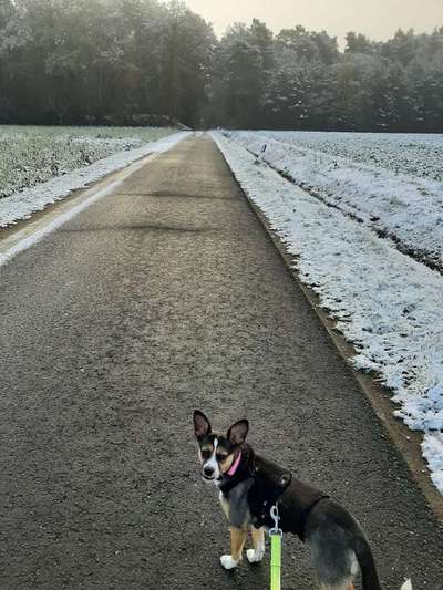 Hundetreffen-Die Angst vor anderen Hunden nehmen-Bild