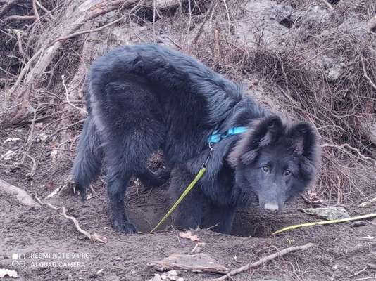 Schäferhund-Beitrag-Bild