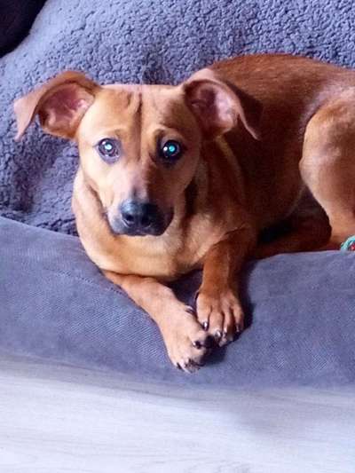 Mischlingshunde Foto Aufruf-Beitrag-Bild