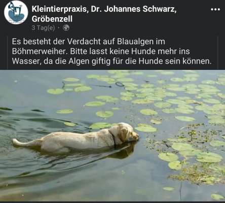 Giftköder-Verdacht auf Blaualgen im Böhmerweiher-Bild