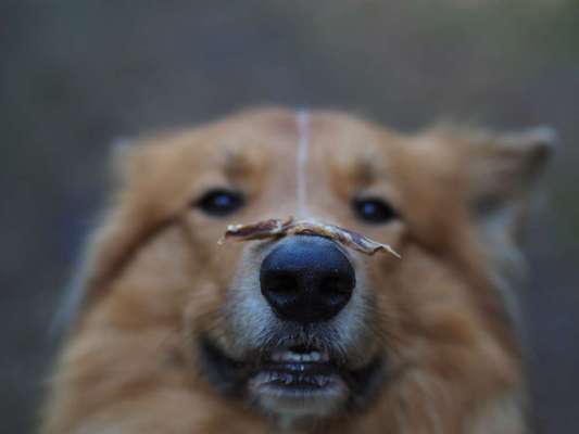 Fotochallenge Nr. 102: Futter balancieren-Beitrag-Bild