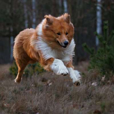 Hunde in Action-Beitrag-Bild