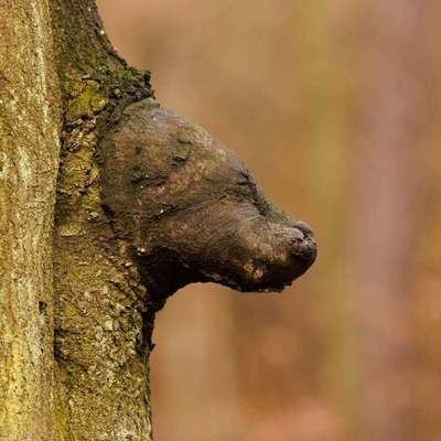 Bäume mit Gesicht-Beitrag-Bild