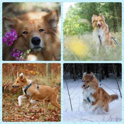 1. Fotochallenge Collagen - 4 Jahreszeiten-Beitrag-Bild