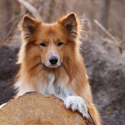 Dogorama Photo Challenge - Portrait-Beitrag-Bild