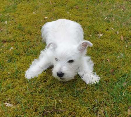 Hundetreffen-Welpenspielgruppe Welpen Spielgruppe-Bild