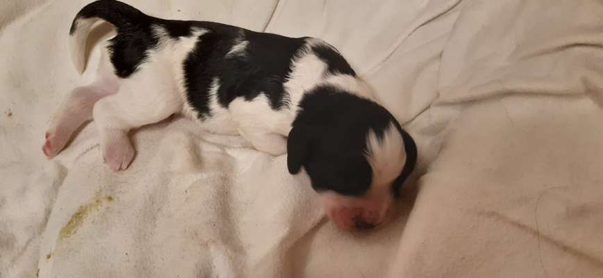 Cocker Spaniel-Beitrag-Bild