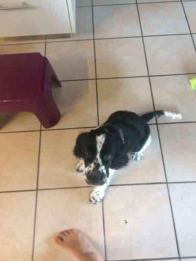 Sind hier Deutsch Kurzhaar/ Jagdhunde?-Beitrag-Bild