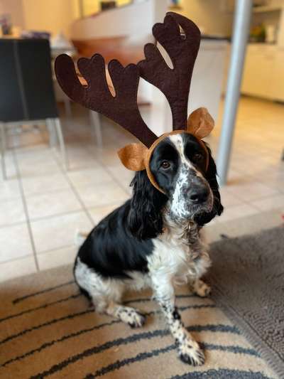 Dogorama Photo Challenge - Weihnachtsbaum-Beitrag-Bild