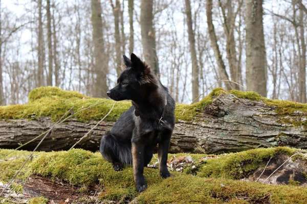 Herdenschutzhund-Beitrag-Bild