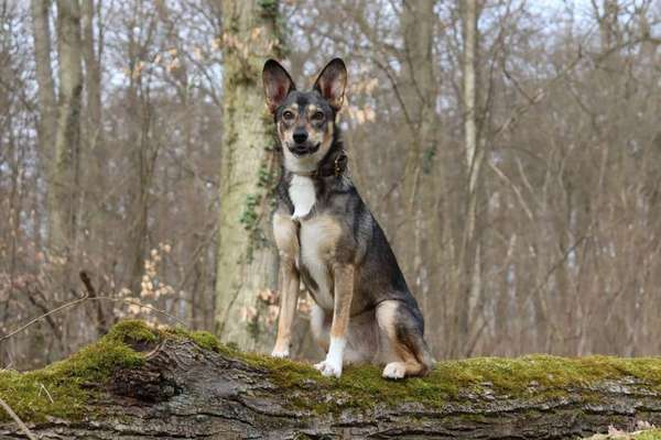 Schäferhund-Beitrag-Bild