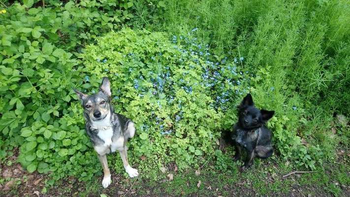 Die Dogorama Monats Challenge "Es grünt und blüht"-Beitrag-Bild