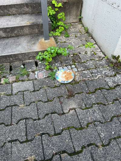 Giftköder-Gift Teller-Bild