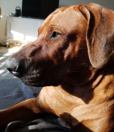 Rhodesian Ridgeback-Beitrag-Bild