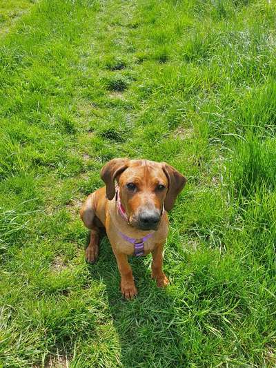 Rhodesian Ridgeback-Beitrag-Bild