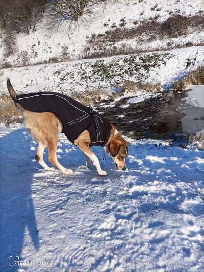 Dogorama-Monats-Challenge-Mai "Wasser"-Beitrag-Bild