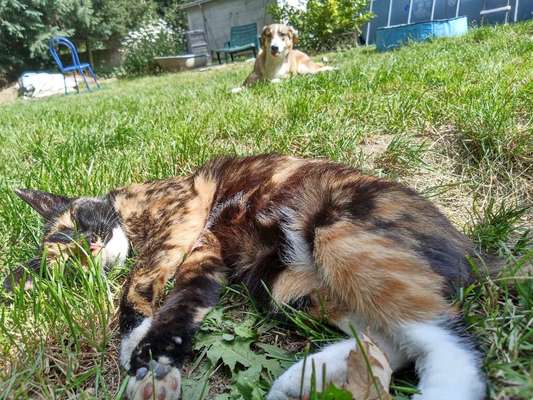 Die Dogorama Monats Challenge "Es grünt und blüht"-Beitrag-Bild