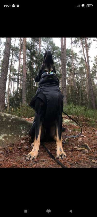 Dogorama Photo Challenge - Tricks, Tricks & Tricks!-Beitrag-Bild