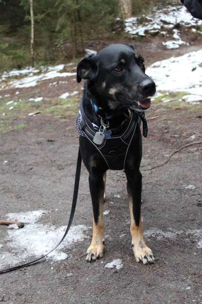 Welche Hunderasse-Beitrag-Bild