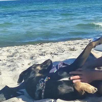 Urlaub mit Hund in Dänemark-Beitrag-Bild