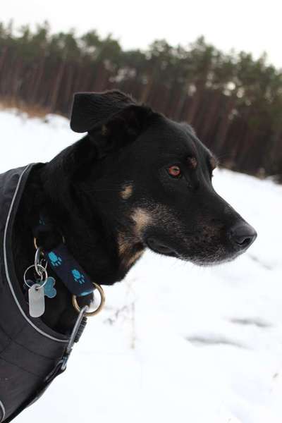 Dogorama Photo Challenge - Hundeblick zum hinschmelzen-Beitrag-Bild