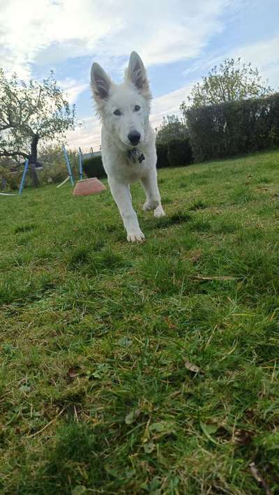 Weißer Schweizer Schäferhund-Beitrag-Bild